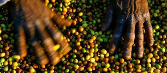 Brésil : Inquiétudes des caféiculteurs dues à la chute des prix de l’arabica
