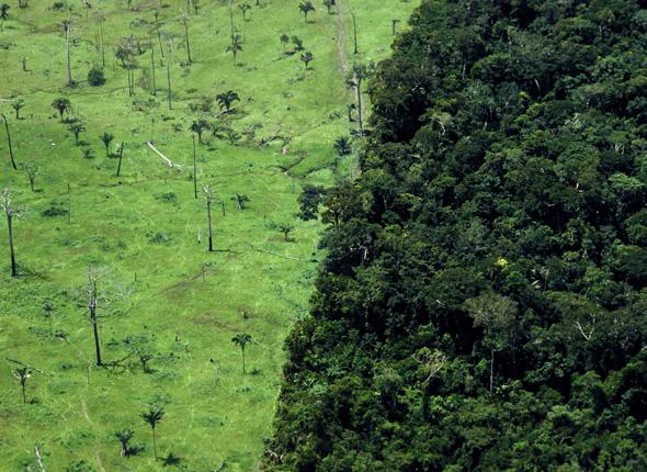 Brésil : Recul de la déforestation en Amazonie