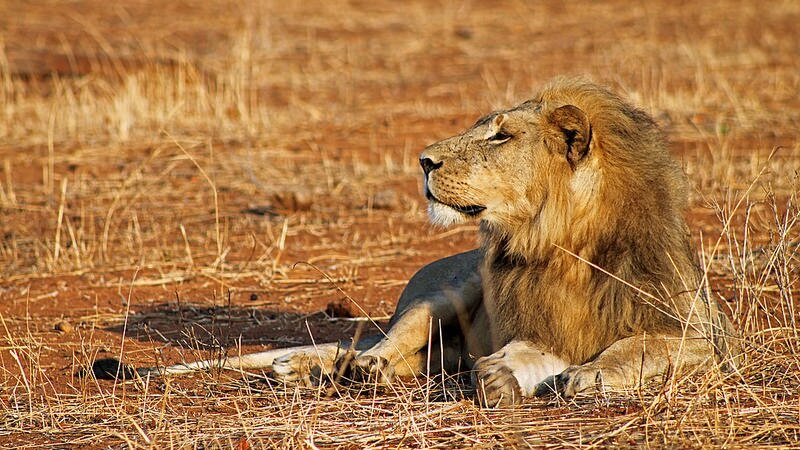 Etats-Unis : Les lions constituent une espèce en danger en Afrique et en Inde