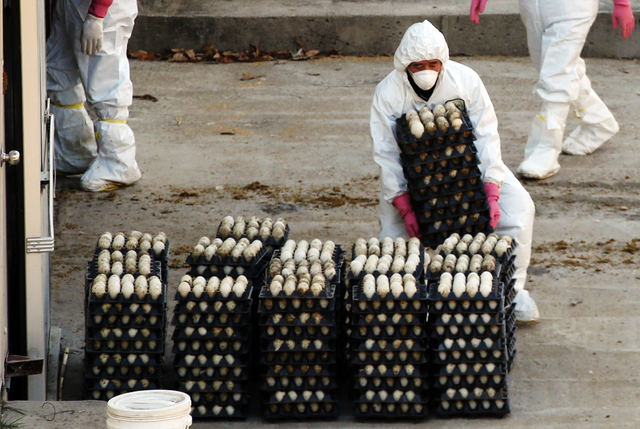 Corée du Sud en état d’alerte maximale à cause de la grippe aviaire