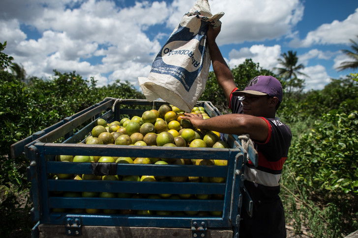 La récolte des oranges au Brésil affiche une baisse sans précédent