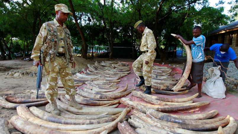 La Chine annonce l’interdiction totale du commerce de l’ivoire