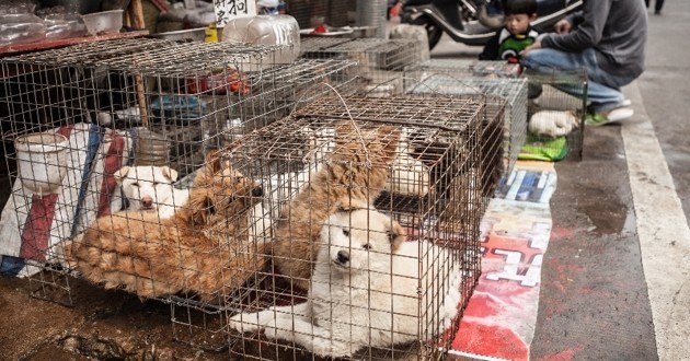 Corée du Sud : imbroglio sur la fermeture du plus grand marché de viande canine du pays