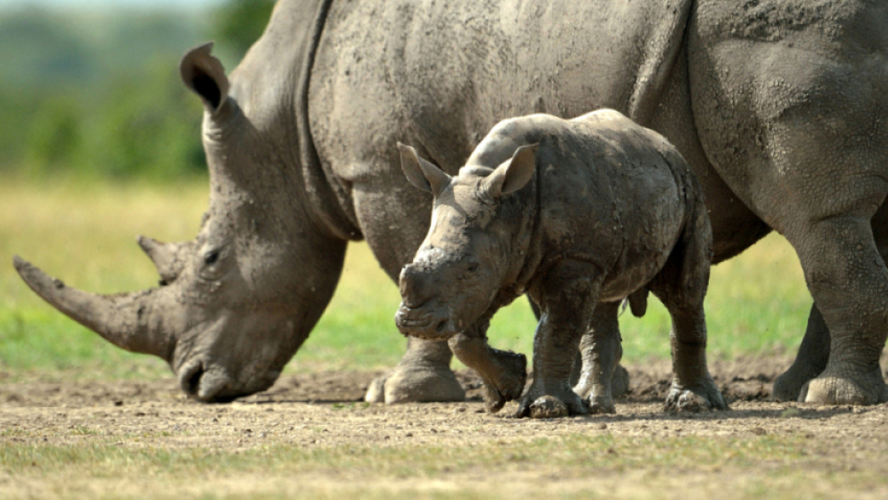 L’Afrique du Sud autorise la vente des cornes de rhinocéros