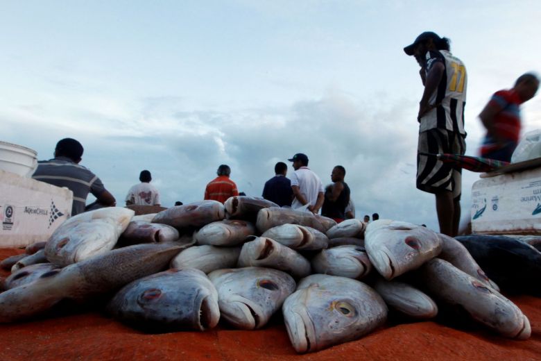 Le Brésil suspend ses exportations de poisson vers l’Europe