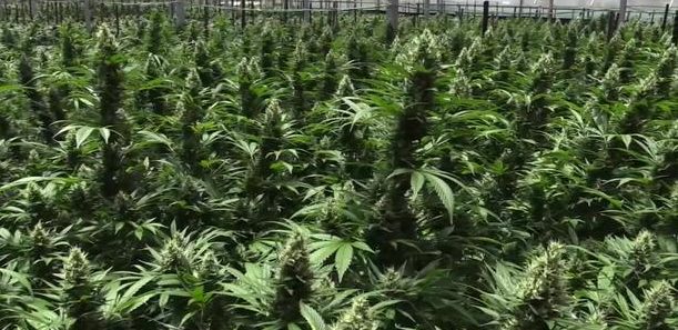 Le Parlement israélien autorise l’exportation de cannabis à usage médical