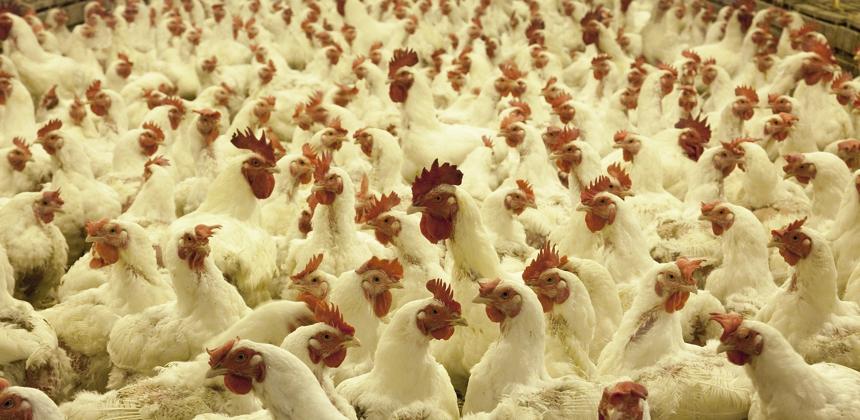 L’Arabie saoudite suspend ses importations de poulet brésilien