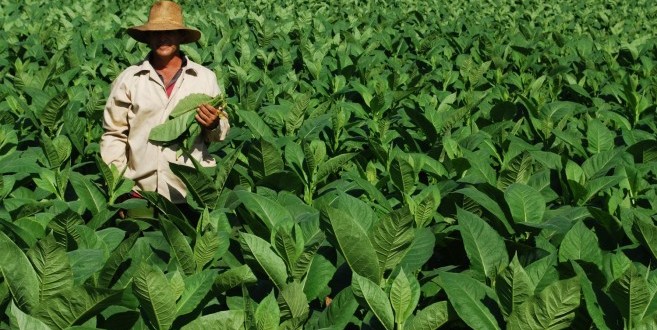 Le Plan Maroc Vert: source d’inspiration de politique agricole pour les pays africains (Think Tank Français)