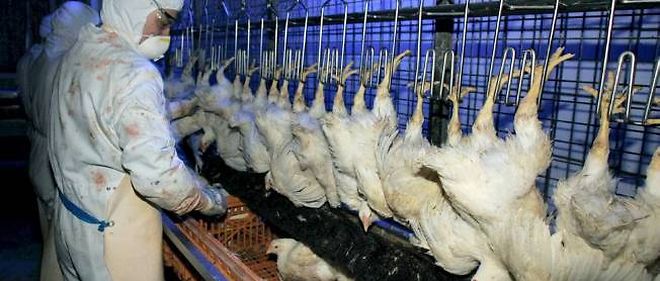 Le gouvernement chinois instaure des droits anti-dumping sur le poulet brésilien
