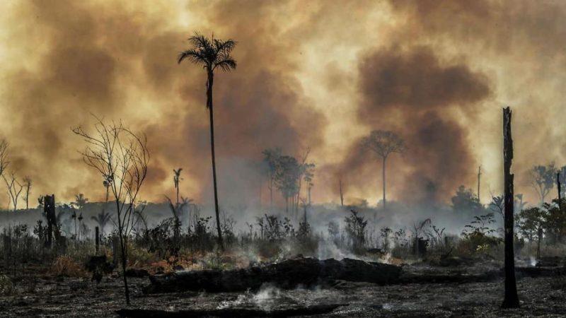 HRW accuse des réseaux mafieux au Brésil d’être derrière la déforestation en Amazonie