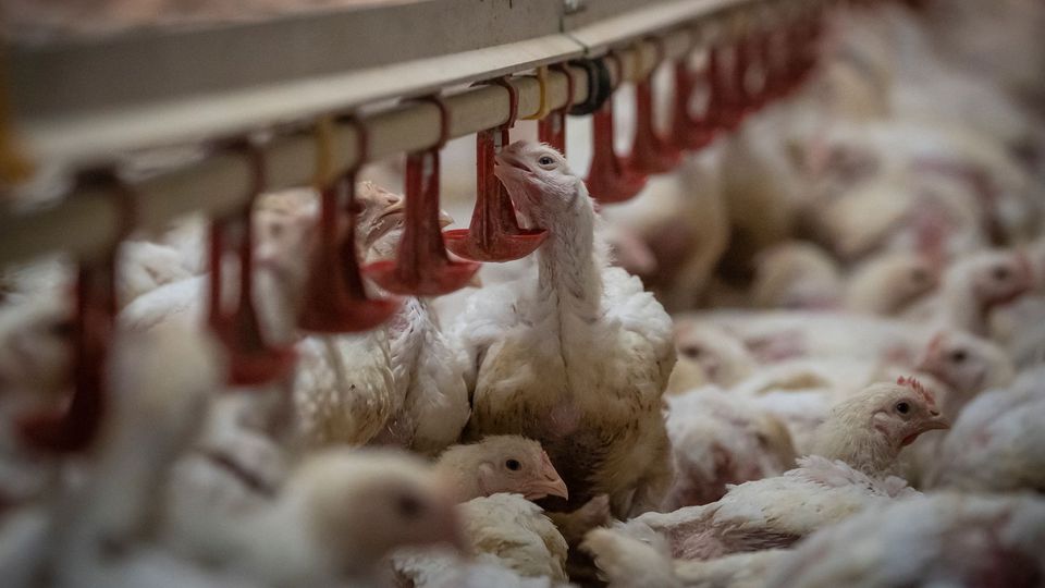 Washington plaide pour la levée de l’interdiction du poulet chloré en Europe