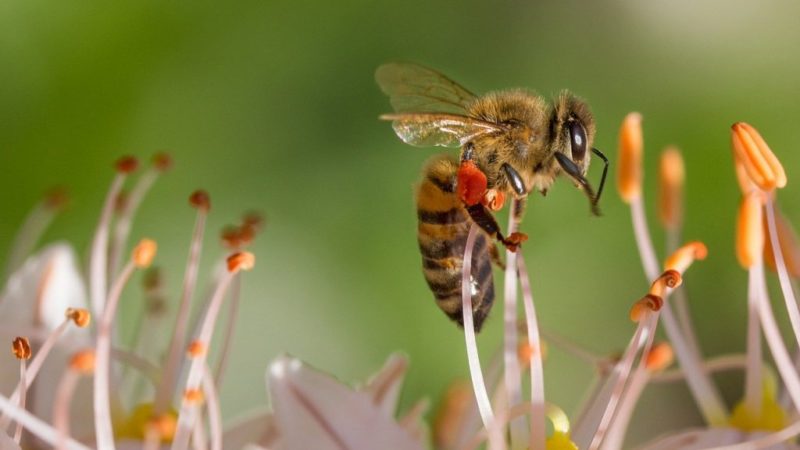 Russie : une ruche d’abeille dans l’espace
