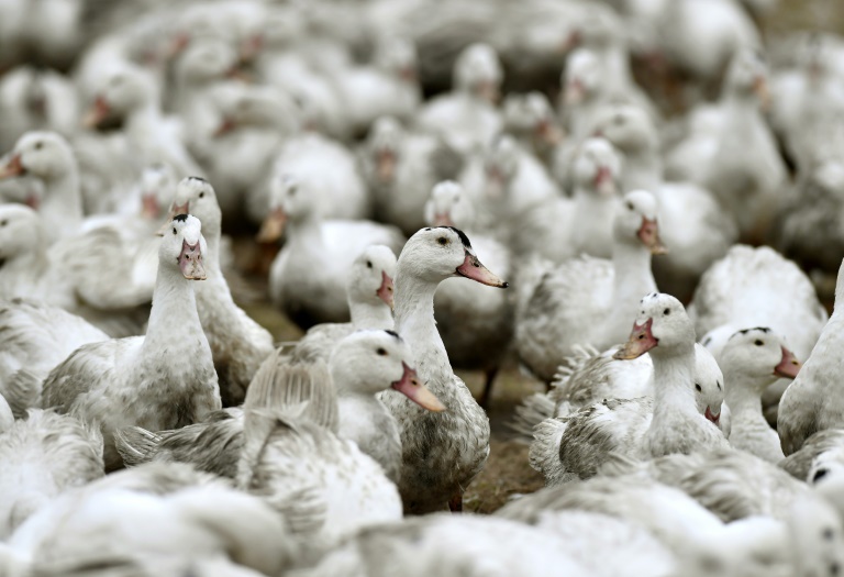 L’Europe sur le qui-vive pour éviter une nouvelle épidémie de la grippe aviaire
