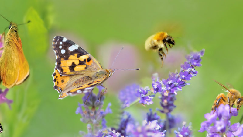 L’Italie: Des espèces d’abeilles et de papillons menacées d’extinction