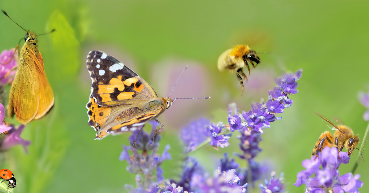 L’Italie: Des espèces d’abeilles et de papillons menacées d’extinction