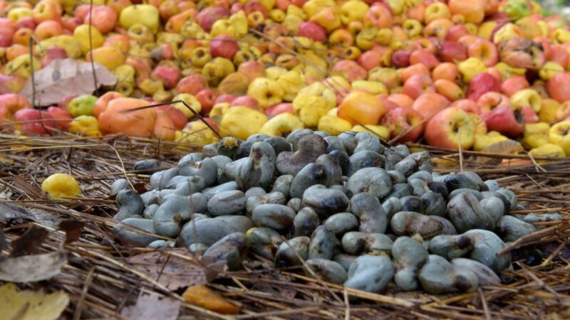 La Guinée-Bissau table sur l’exportation de 250 mille tonnes de noix de cajou durant l’actuelle campagne de commercialisation