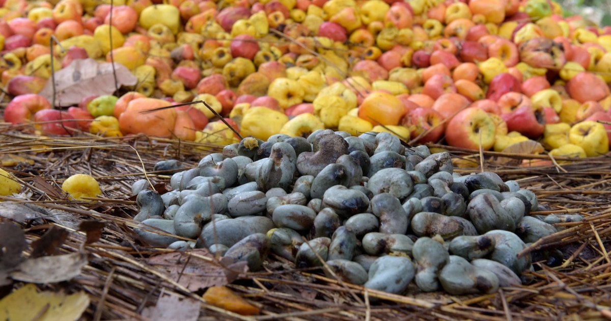 La Guinée-Bissau table sur l’exportation de 250 mille tonnes de noix de cajou durant l’actuelle campagne de commercialisation